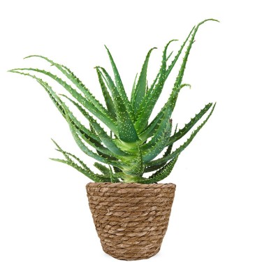 Aloe Vera kamerplant voor 25,95