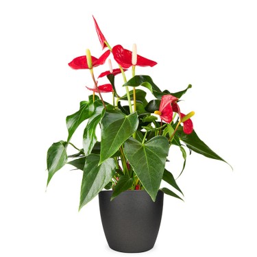 Anthurium kamerplant voor 29,95