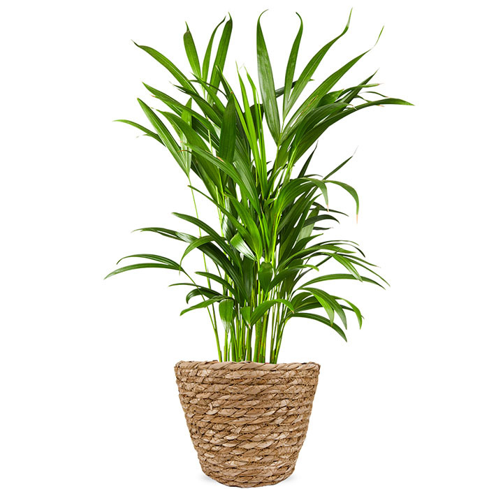 Areca palm