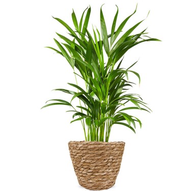 Areca palm voor 28,95