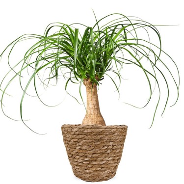 Beaucarnea kamerplant voor 39,95