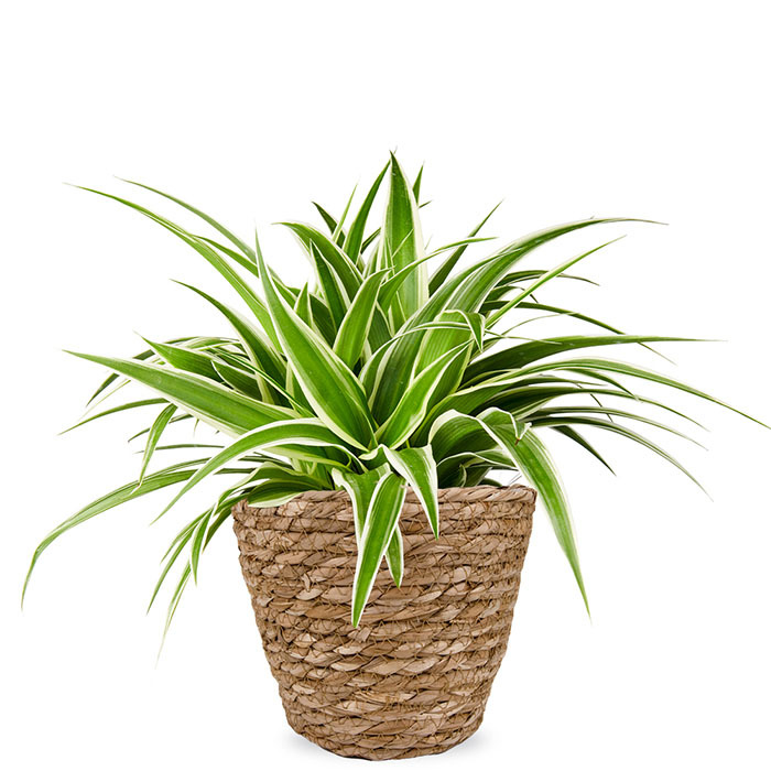 Chlorophytum kamerplant