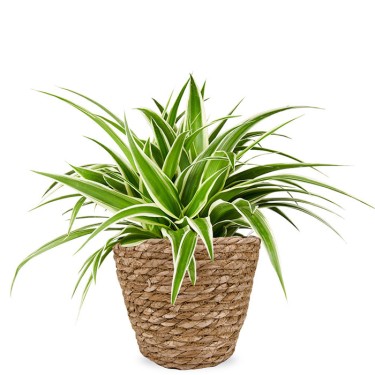 Chlorophytum kamerplant voor 21,95