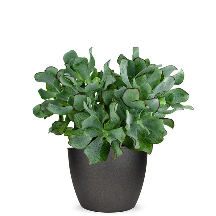 Crassula arborescens