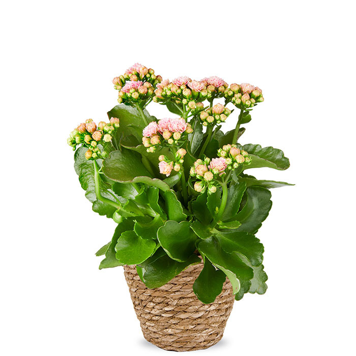 Kalanchoë kamerplant