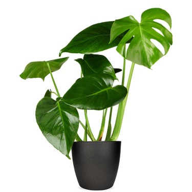 Monstera kamerplant voor 24,95