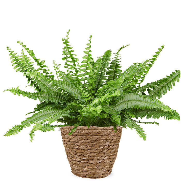 Nephrolepis kamerplant