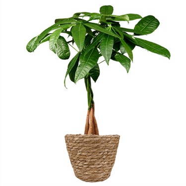 Pachira kamerplant voor 29,95