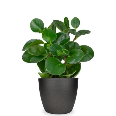 Peperomia kamerplant voor 26,95