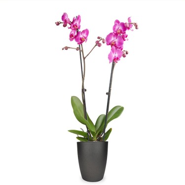 Phalaenopsis roze 2-takken voor 32,95