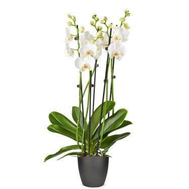 Phalaenopsis wit 4-takken voor 36,95