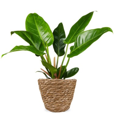 Philodendron kamerplant voor 29,95