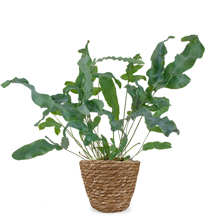 Phlebodium kamerplant