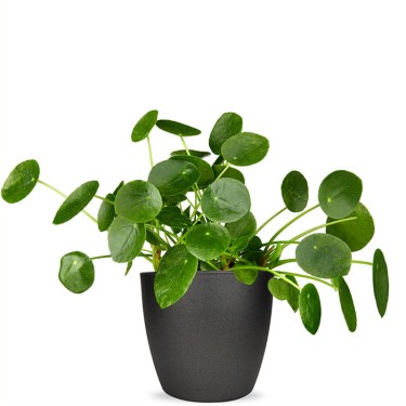 Pilea Pannenkoeken plant voor 22,95