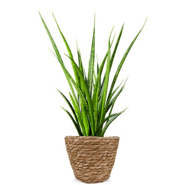 Sansevieria kamerplant voor 28,95