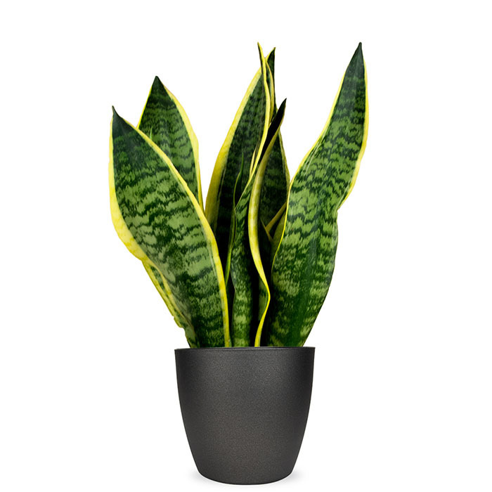 Sansevieria Futura
