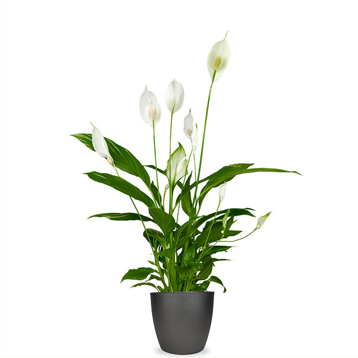 Spathiphyllum