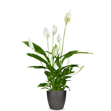 Spathiphyllum voor 25,95