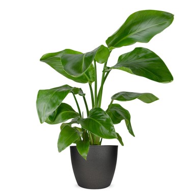 Strelitzia kamerplant voor 43,95