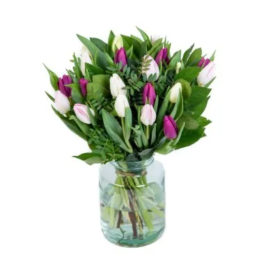 Tulpen purple colours voor 19,95