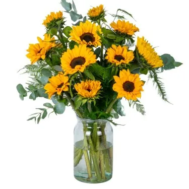 Zonnebloem klassieker voor 23,95