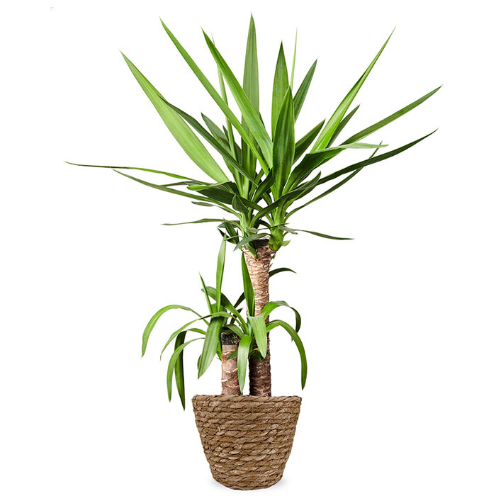 Yucca kamerplant
