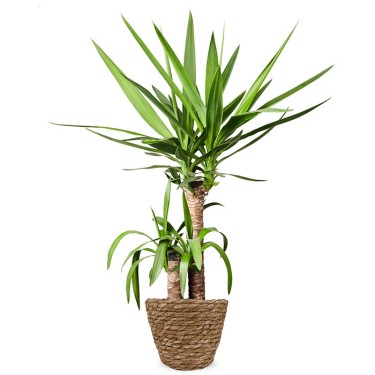 Yucca kamerplant voor 36,95