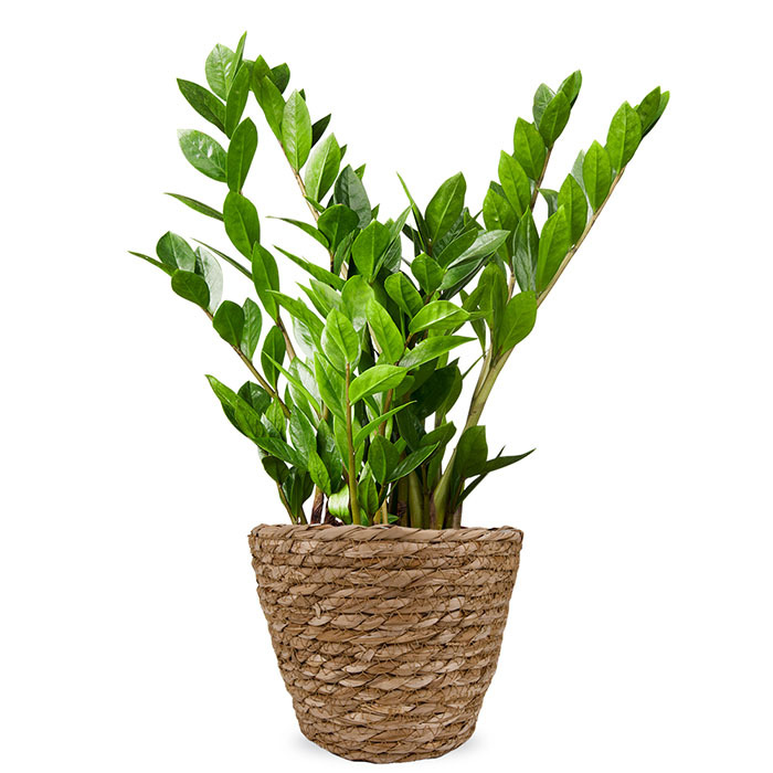 Zamioculcas kamerplant